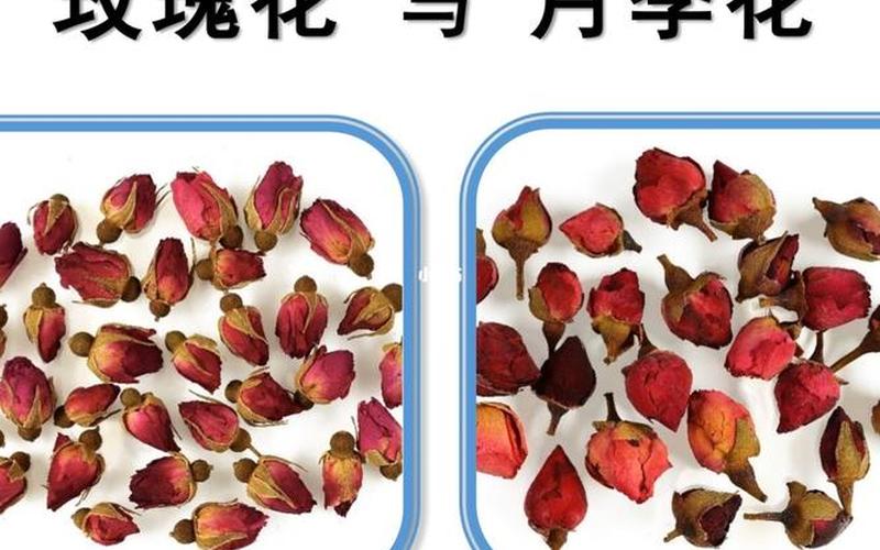 花瓣20是月季还是玫瑰(月季玫瑰花苞对照图)