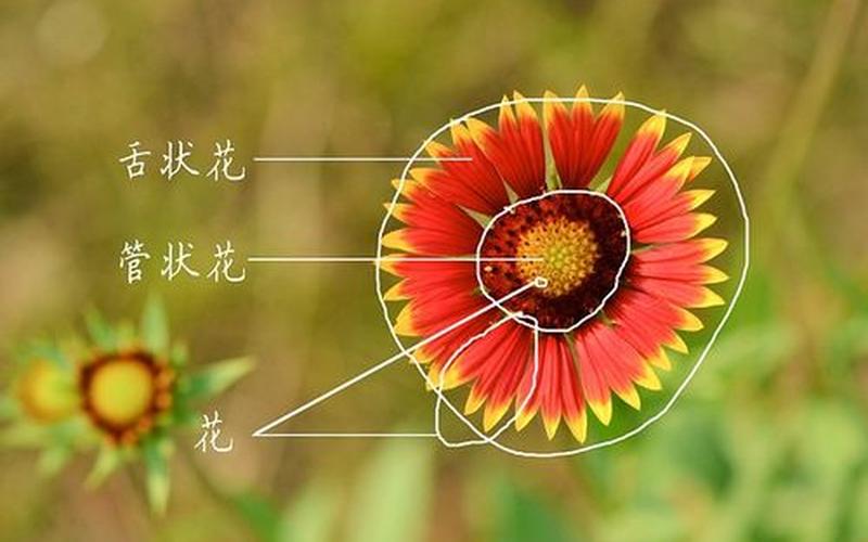 花是合龙还是收拢(合龙还是合拢)