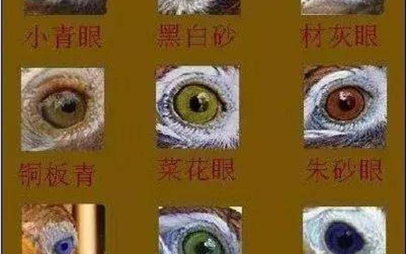 画眉是珍贵还是濒危鸟类(濒危鸟类介绍图)