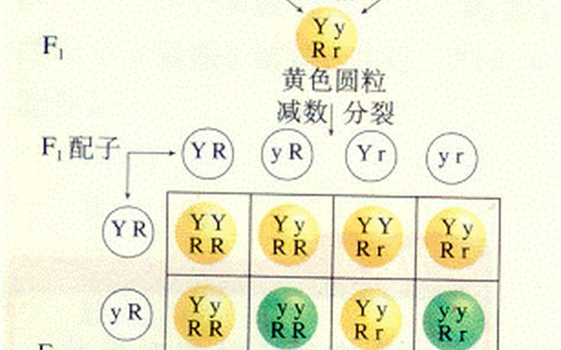 花粉基因是b还是Bb(花粉不育基因表达时期)
