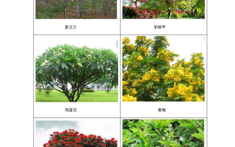 花旗木是乔木还是灌木(蔷薇属于乔木还是灌木)