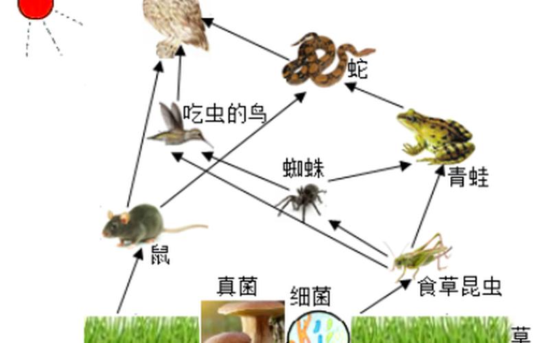 湖羊是山羊还是绵羊(湖羊和山羊的区别)