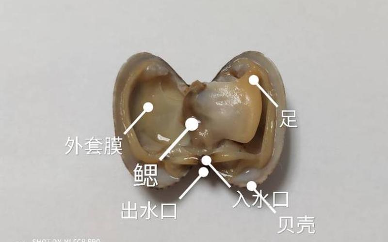花甲是酸性还是碱性(螃蟹是酸性还是碱性)