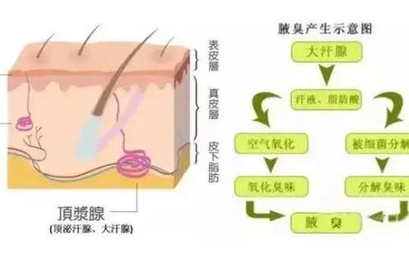 狐臭是先天性的还是后天形成的(后天狐臭是怎么引起的)