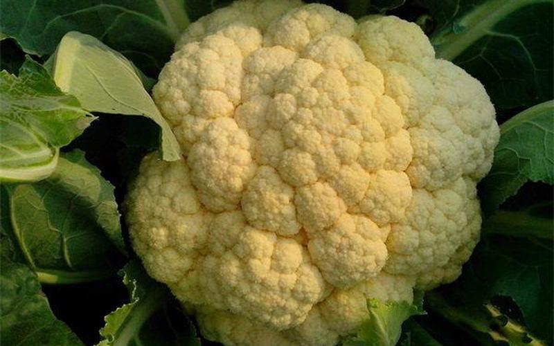 花菜是寒的还是(菜花寒吗)