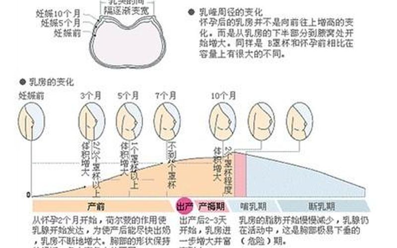 怀孕乳房是软的还是硬(怀孕胸变软正常吗)