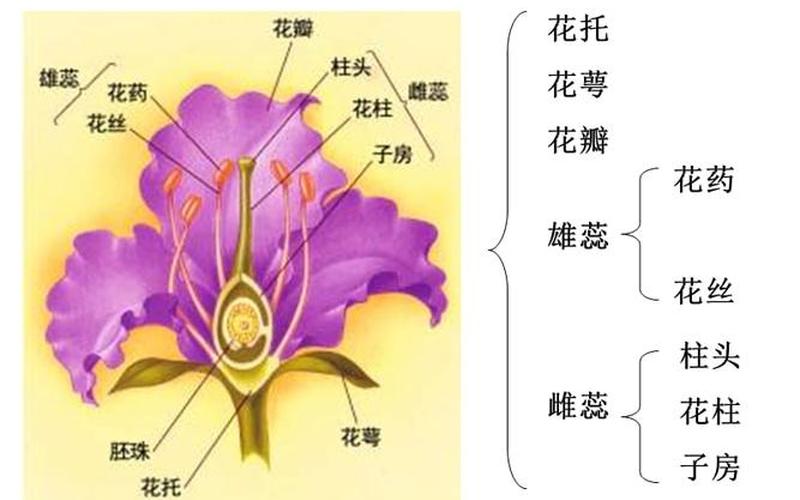 花中间是雌蕊还是雄蕊(花的雄蕊由什么组成)