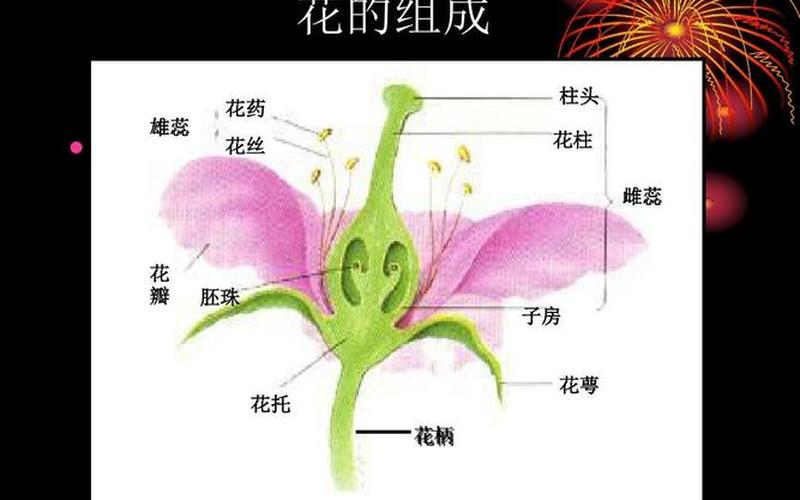 花蕾是花蕾还是花蕾(花蕾指的是什么)