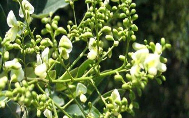 槐米是刺槐还是家槐(槐米和槐花是一种树吗)