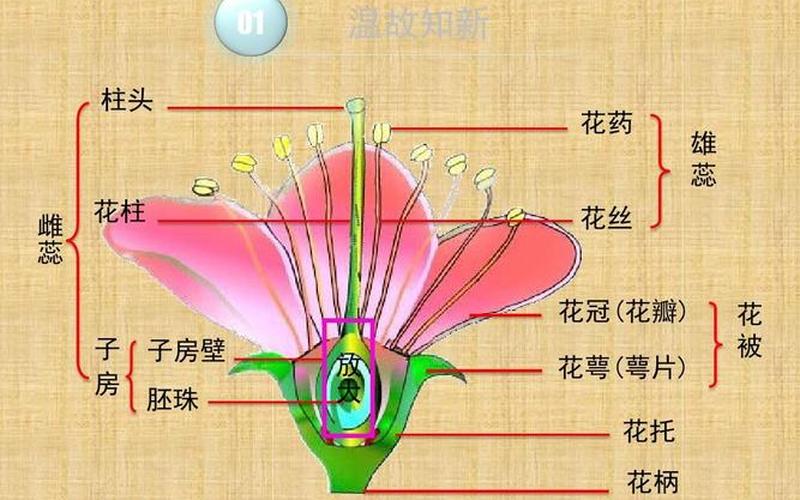 花蕾是包含还是包含(花蕾是花的什么部位)