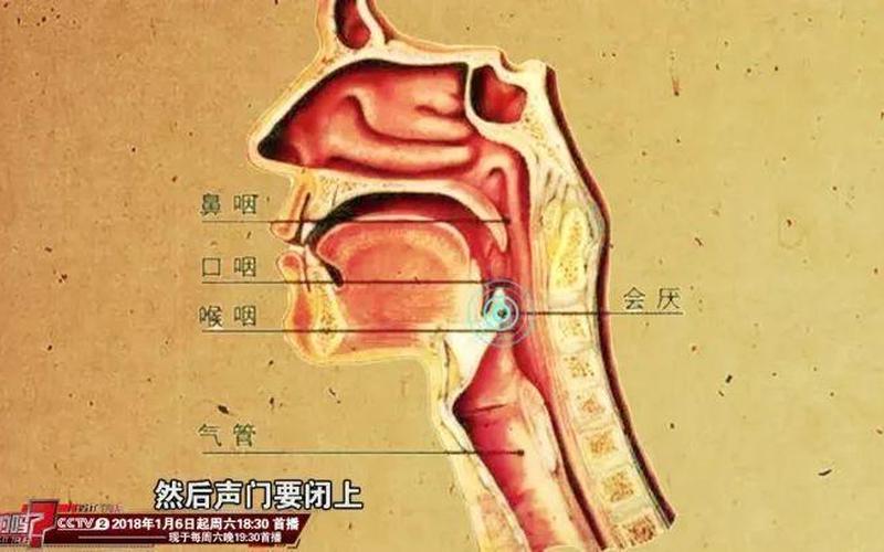 喉咙下段是气管还是食管(声带下面是食道还是气管)