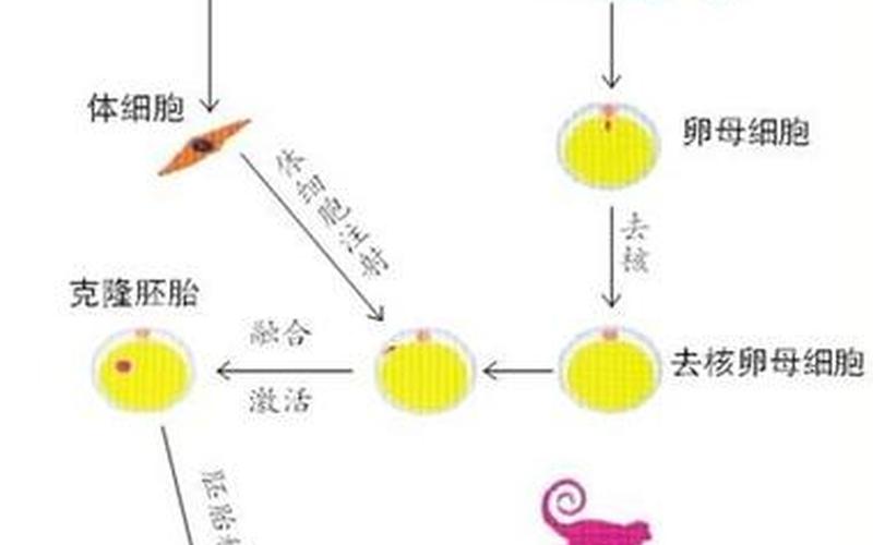 猴子是胎生还是卵生(什么叫胎生,什么叫卵生)