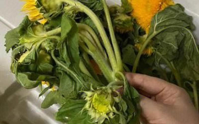 花花是智力还是力量(花花是个傻花花)