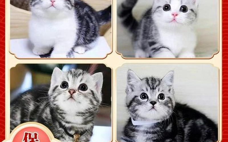 虎斑是狗还是猫(虎斑猫和家猫的区别)
