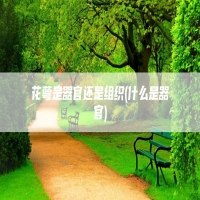 花萼是器官还是组织(什么是器官)