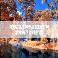 花瓣20是月季还是玫瑰(月季玫瑰花苞对照图)